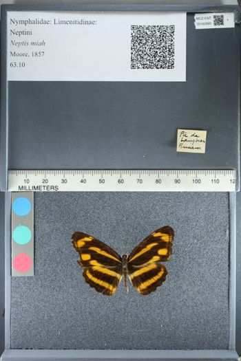 Media type: image; Entomology 162890